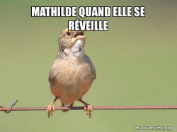 Common Opinion Sparrow