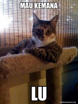 The Most Interesting Cat in the World