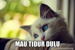First World Cat Problems