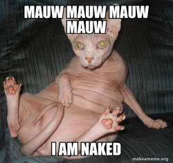 Hairless Cat