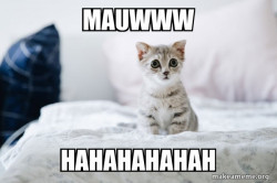 Cute Kitten