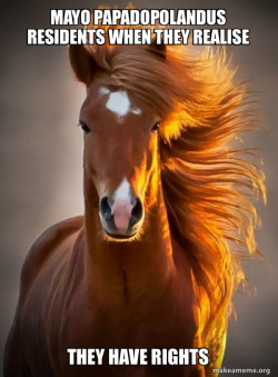 Ridiculously photogenic horse