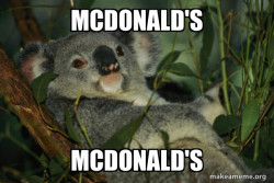 Laid Back Koala