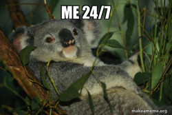 Laid Back Koala