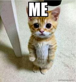 Cute Cat Standing
