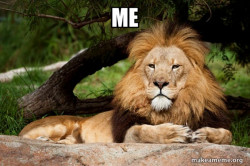 Contemplative Lion