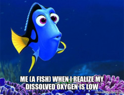 Dory from Nemo  (5 second memory)