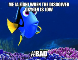 Dory from Nemo  (5 second memory)