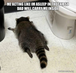 Drunk Raccoon