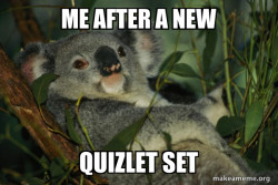 Laid Back Koala