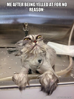Cat Bath Returns