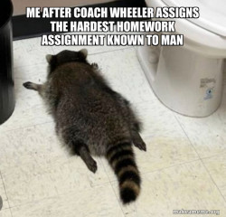 Drunk Raccoon