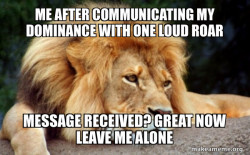 annoyed lion 