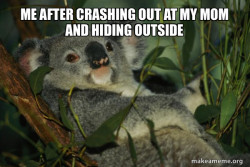 Laid Back Koala