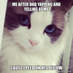 Ridiculously Photogenic Cat