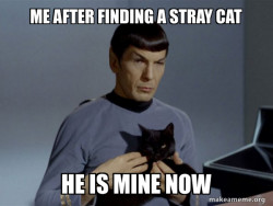 Spock and Cat Meme
