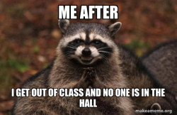 Evil Plotting Raccoon
