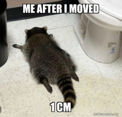 Drunk Raccoon