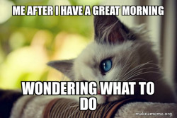 First World Cat Problems