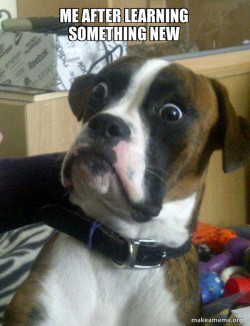 Skeptical Dog