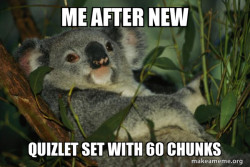 Laid Back Koala