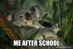 Laid Back Koala