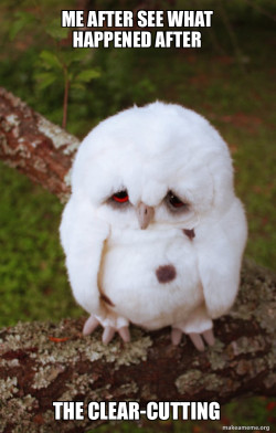Sad Owl