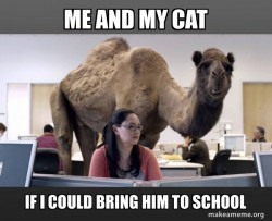 Hump Day Camel