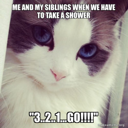 Ridiculously Photogenic Cat