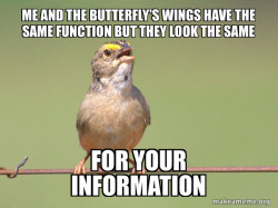 Common Opinion Sparrow