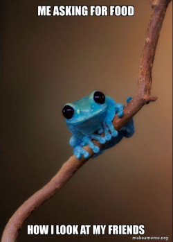 Small Fact Frog