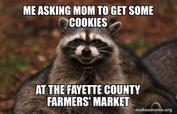 Evil Plotting Raccoon