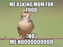 Common Opinion Sparrow