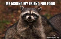 Evil Plotting Raccoon