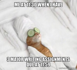 Pampered Cat Meme