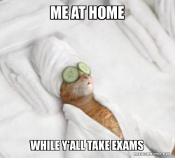 Pampered Cat Meme