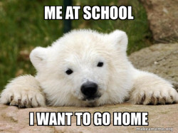 Popular Opinion Bear