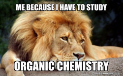 Confession Lion