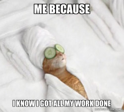Pampered Cat Meme