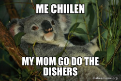 Laid Back Koala