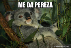Laid Back Koala