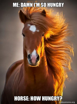 Ridiculously photogenic horse