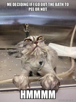 Cat Bath Returns
