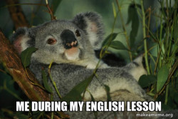 Laid Back Koala