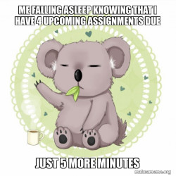 Aussie Koala doing the night shift