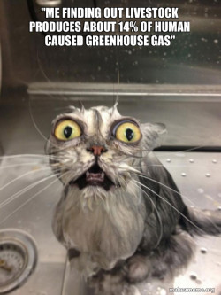 Cat bath