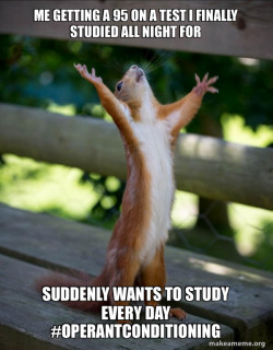 Happy Squirrel