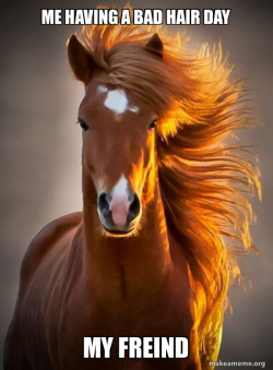 Ridiculously photogenic horse