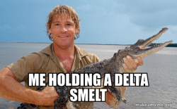 Steve irwin