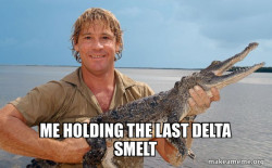 Steve irwin